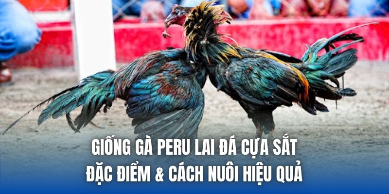 Giống Gà Peru Lai Đá Cựa Sắt – Đặc Điểm & Cách Nuôi Hiệu Quả
