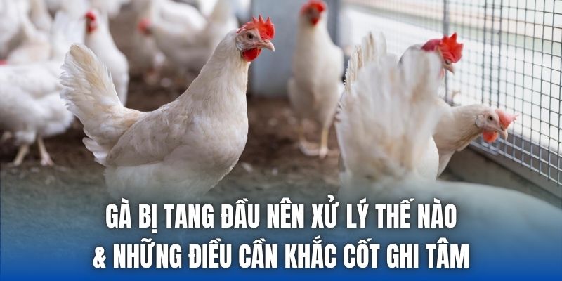 Gà bị tang đầu nên xử lý thế nào & những điều cần khắc cốt ghi tâm