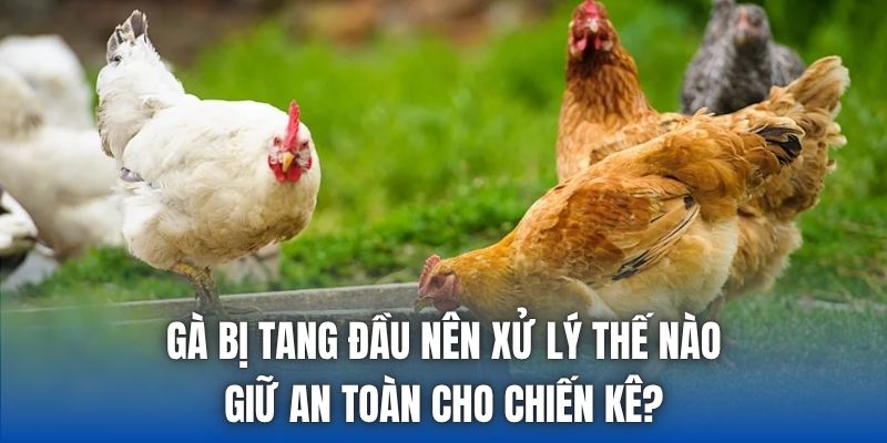 Gà Bị Tang Đầu Nên Xử Lý Thế Nào Giữ An Toàn Cho Chiến Kê?