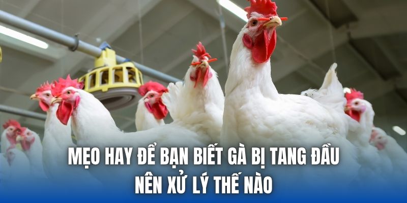 Mẹo hay để bạn biết gà bị tang đầu nên xử lý thế nào