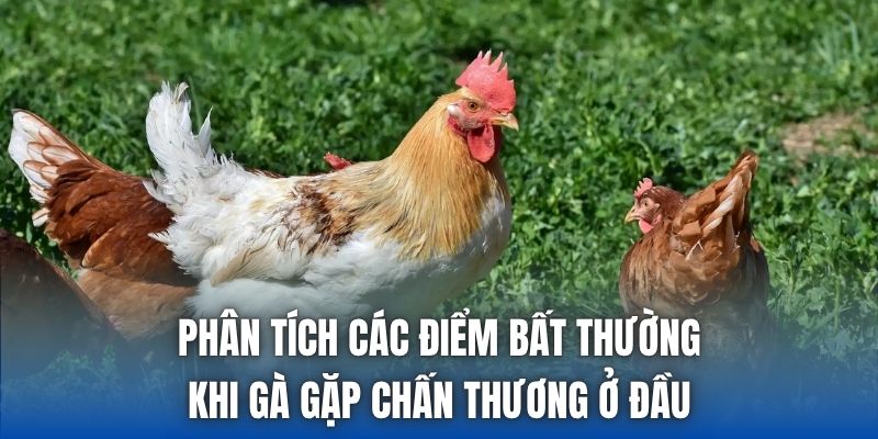 Phân tích các điểm bất thường khi gà gặp chấn thương ở đầu